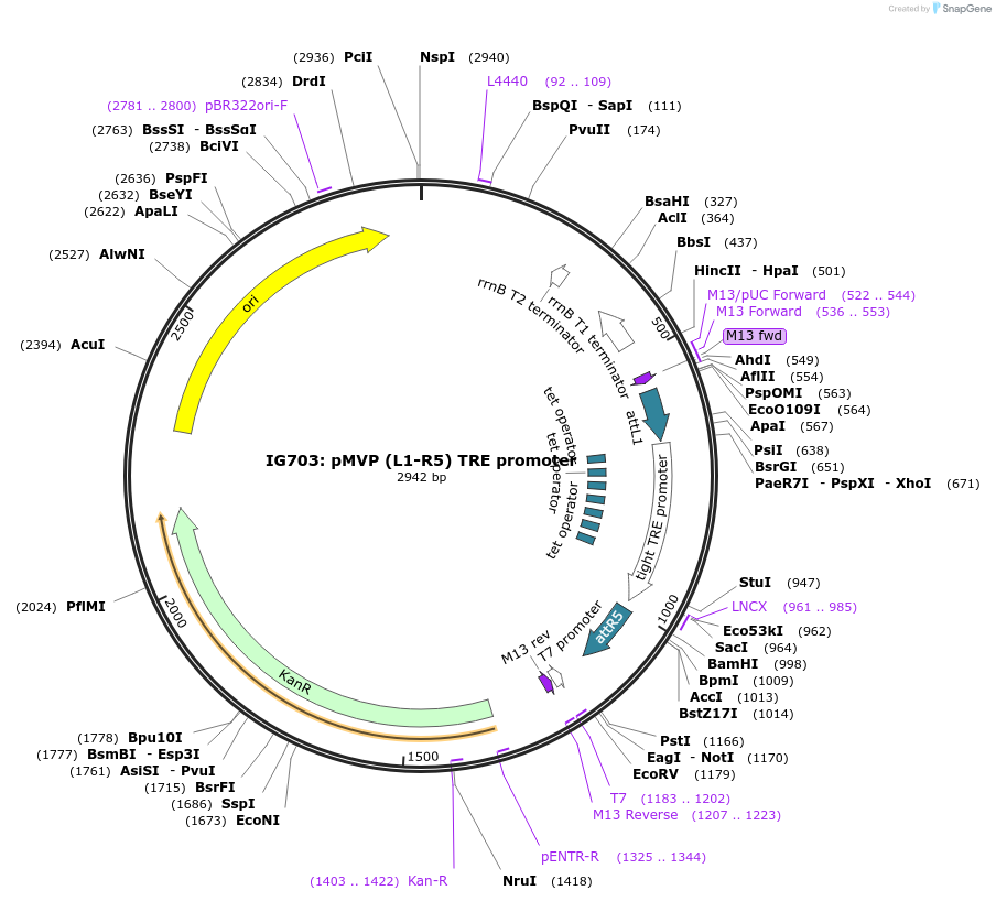121697-plasmid-map-sequence-id-244375