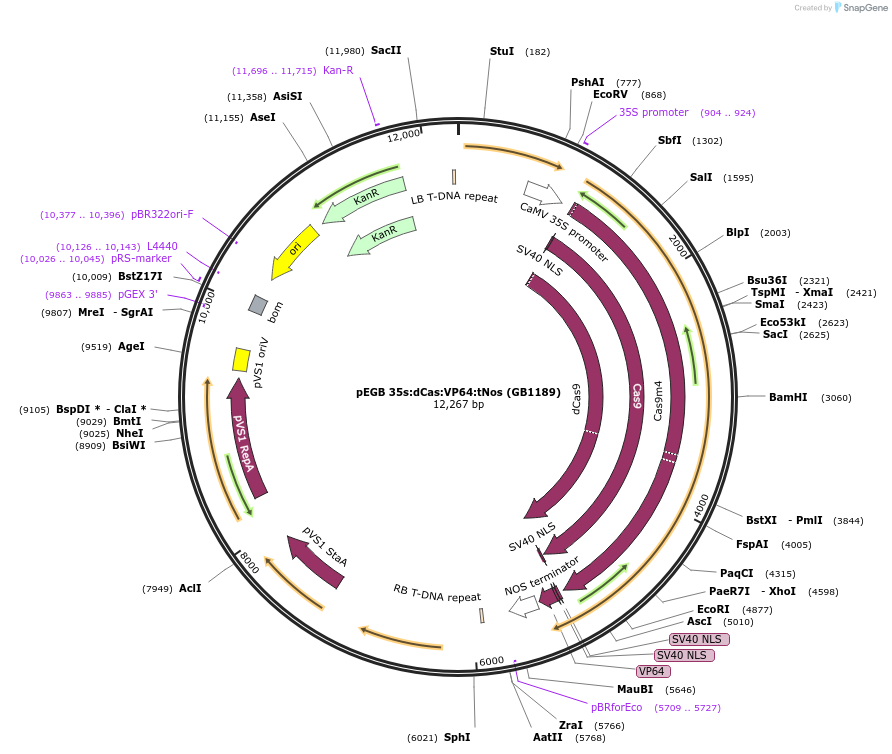 75403-plasmid-map-sequence-id-244377