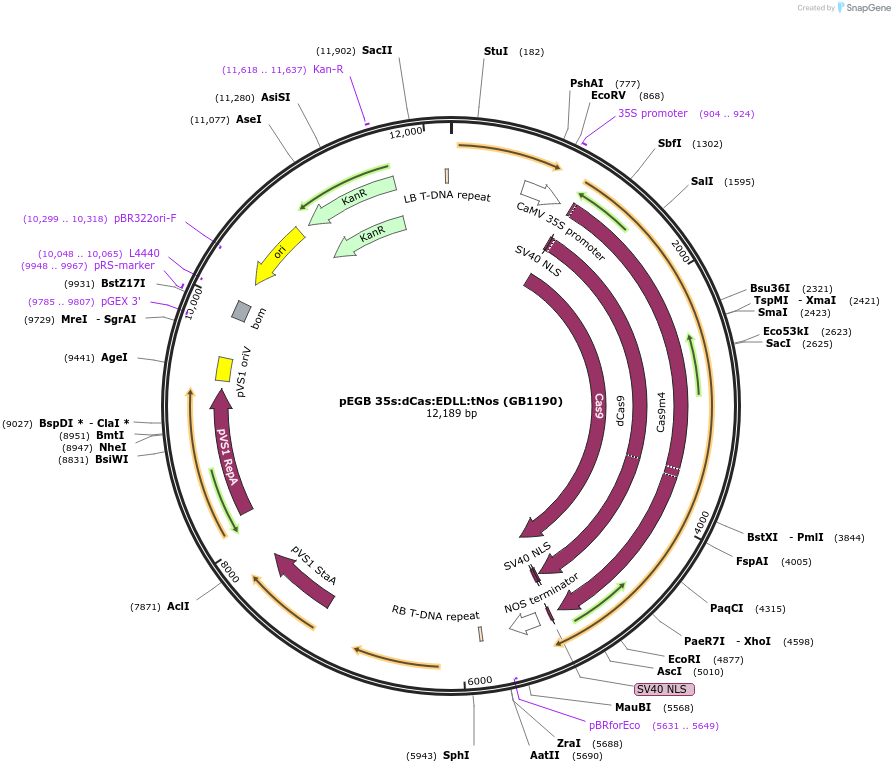 75404-plasmid-map-sequence-id-244379