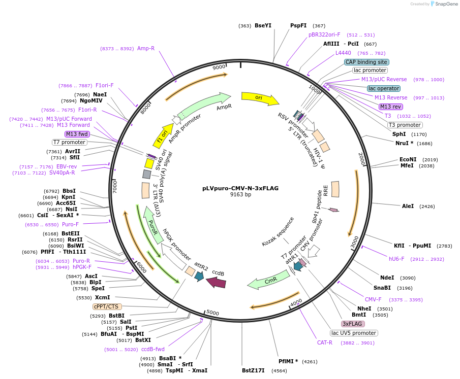 123223-plasmid-map-sequence-id-244384