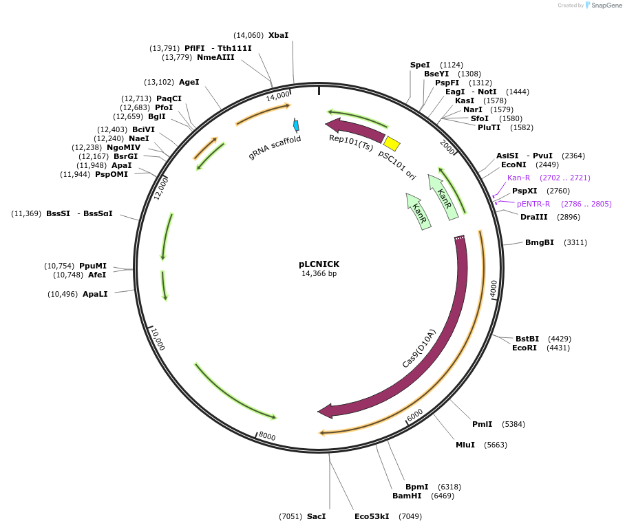 84653-plasmid-map-sequence-id-244385