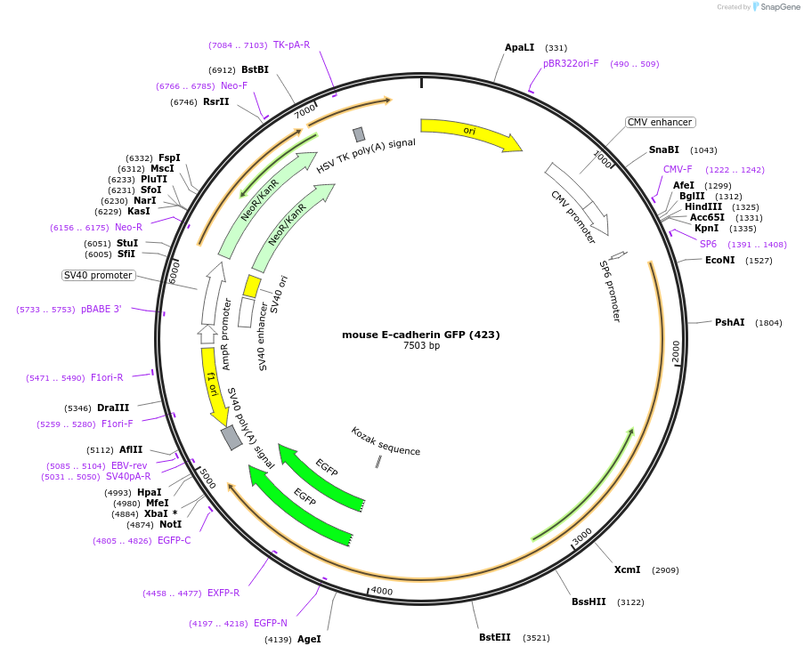 67937-plasmid-map-sequence-id-244395
