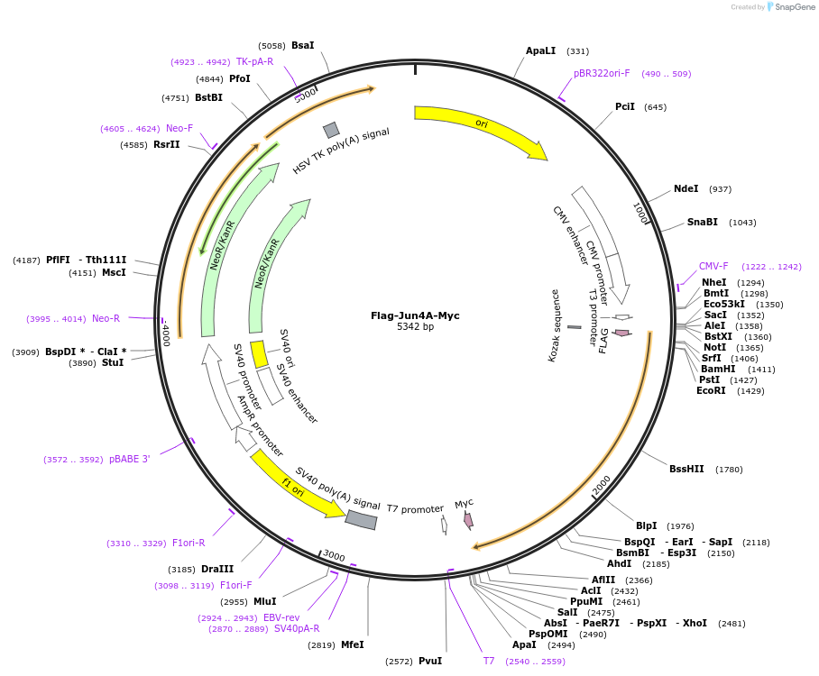 47444-plasmid-map-sequence-id-244398