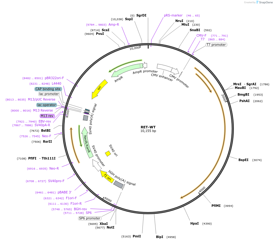 125252-plasmid-map-sequence-id-244399