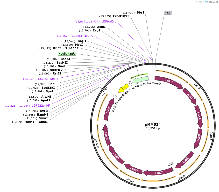 112530-plasmid-map-sequence-id-244407