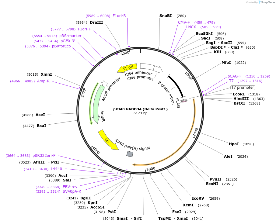 78096-plasmid-map-sequence-id-244408