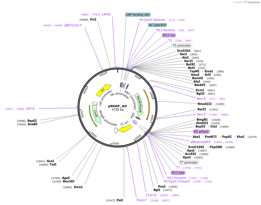 122717-plasmid-map-sequence-id-244412