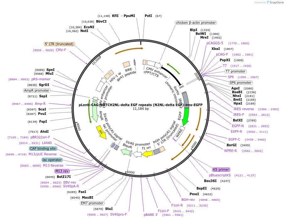 122955-plasmid-map-sequence-id-244415
