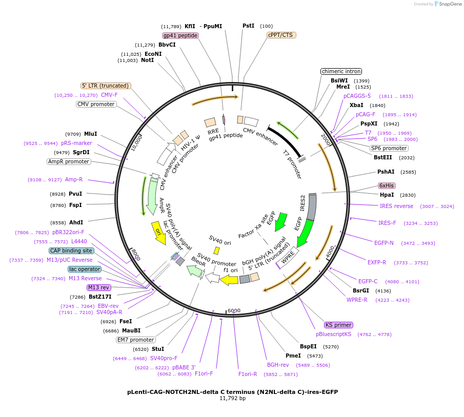122956-plasmid-map-sequence-id-244423
