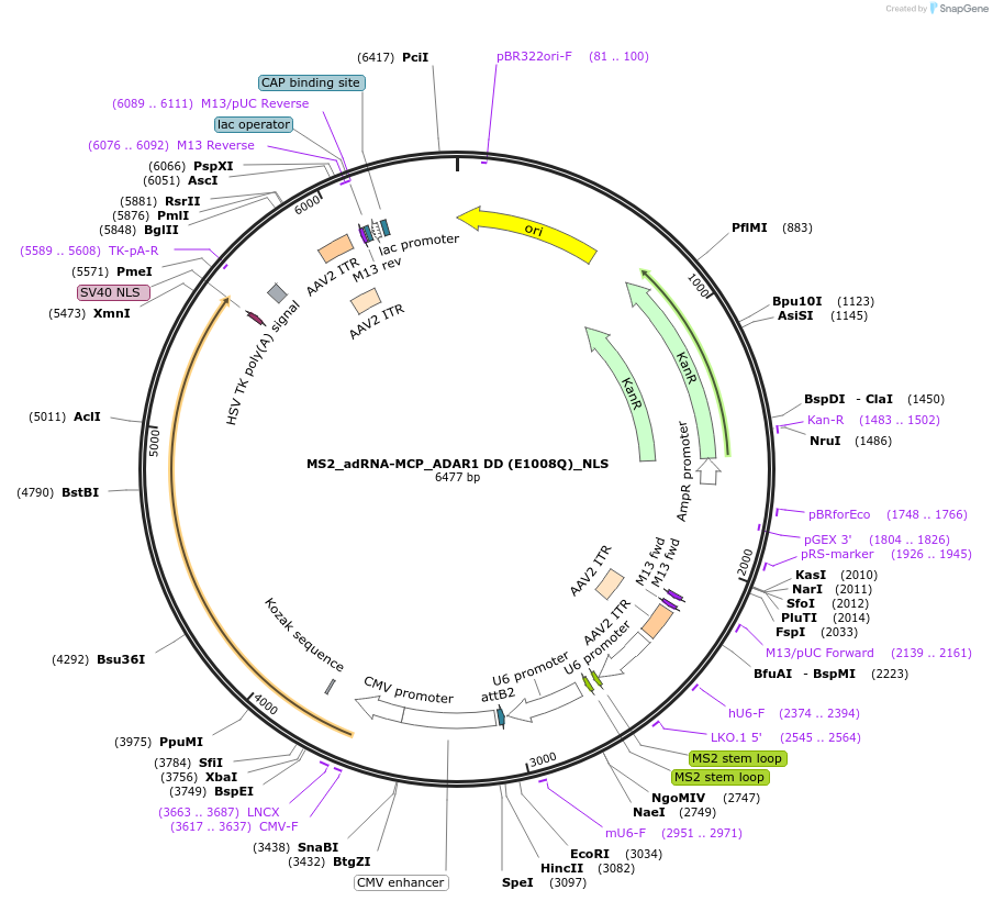 124626-plasmid-map-sequence-id-244435