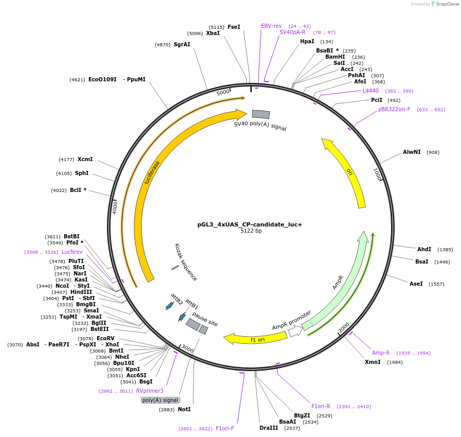 125154-plasmid-map-sequence-id-244438