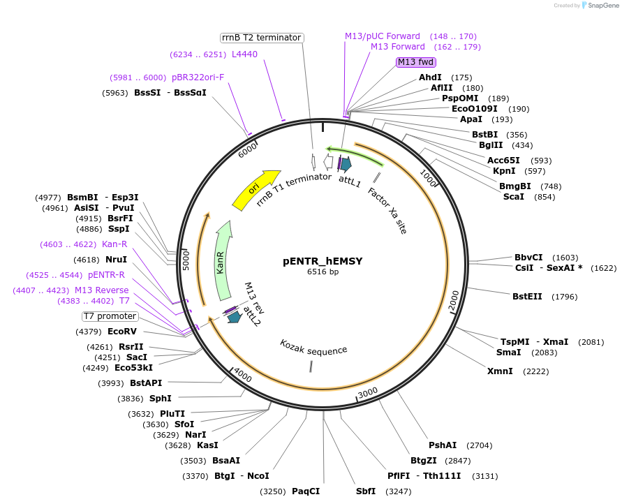125156-plasmid-map-sequence-id-244463