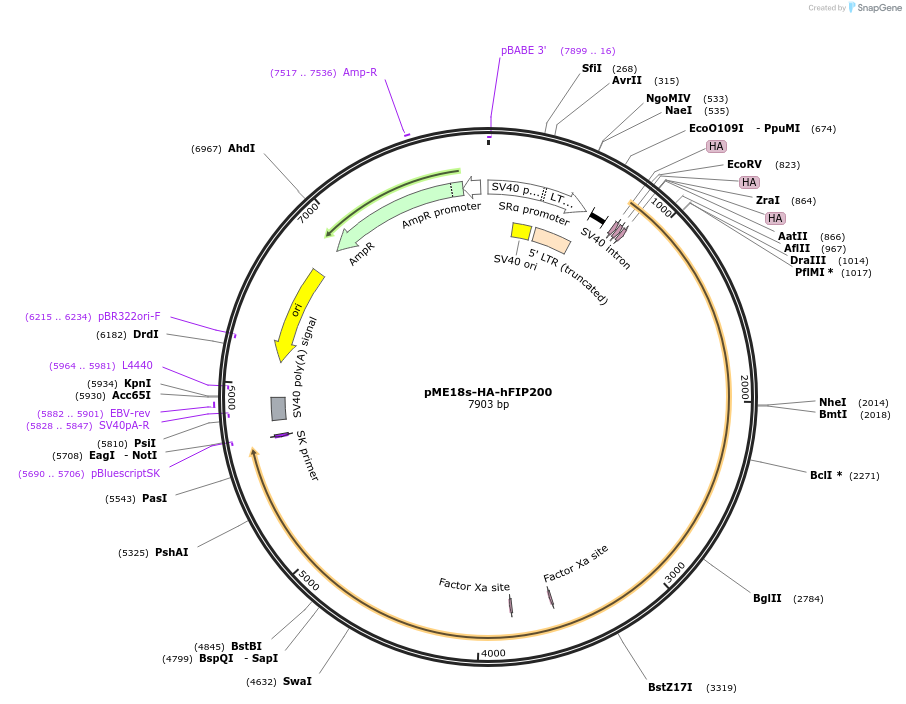 24303-plasmid-map-sequence-id-244473