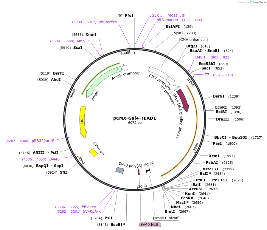 33108-plasmid-map-sequence-id-244474