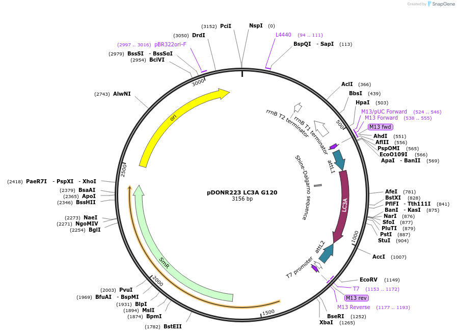 123071-plasmid-map-sequence-id-244481