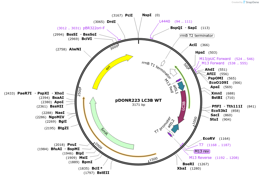 123072-plasmid-map-sequence-id-244486