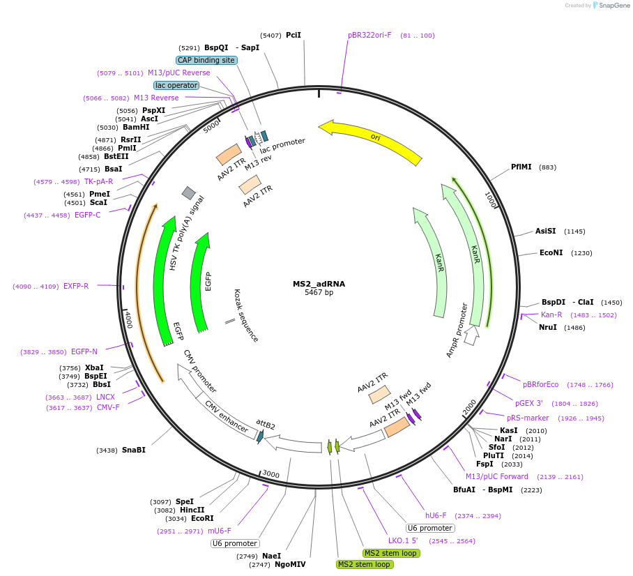 124624-plasmid-map-sequence-id-244492