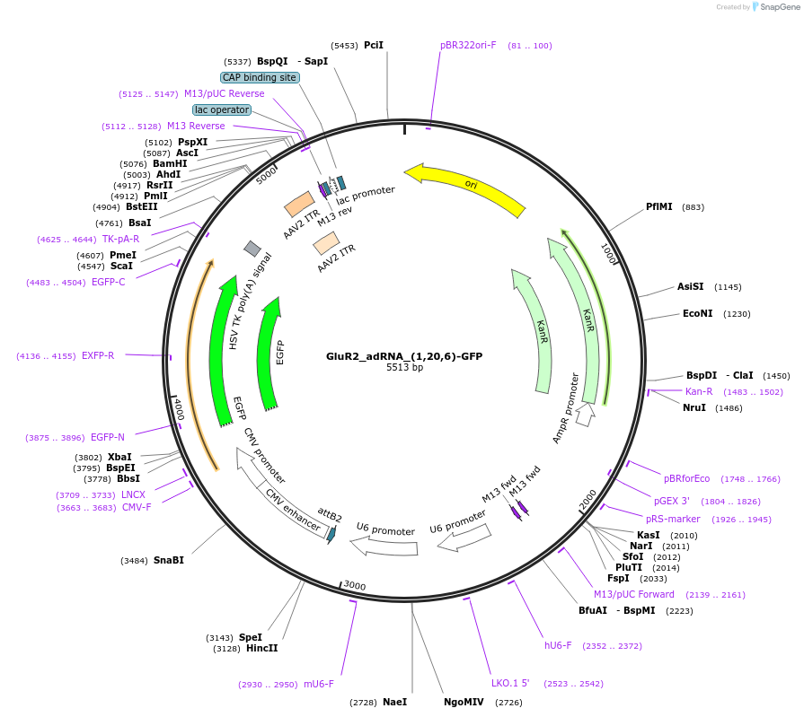 124619-plasmid-map-sequence-id-244497