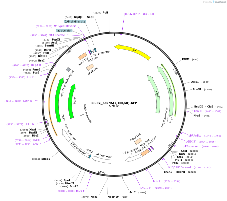 124622-plasmid-map-sequence-id-244510