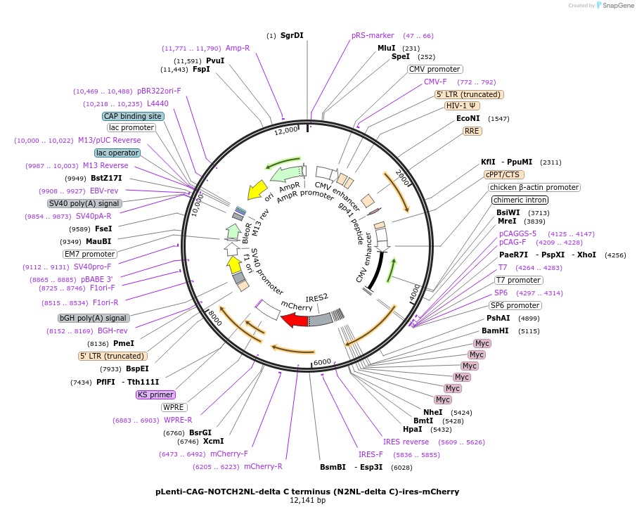 122959-plasmid-map-sequence-id-244512