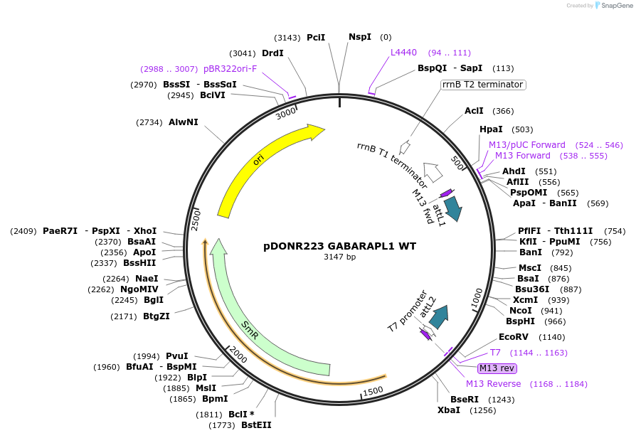123083-plasmid-map-sequence-id-244519