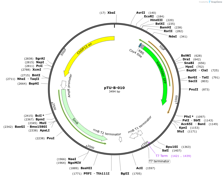 124419-plasmid-map-sequence-id-244527