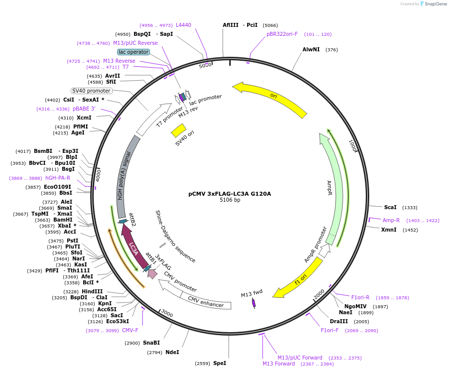 123090-plasmid-map-sequence-id-244528