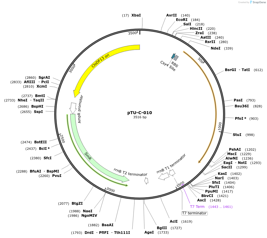 124420-plasmid-map-sequence-id-244535