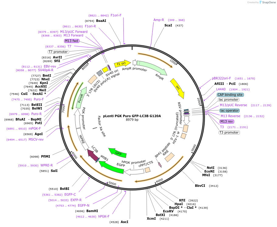 123242-plasmid-map-sequence-id-244541