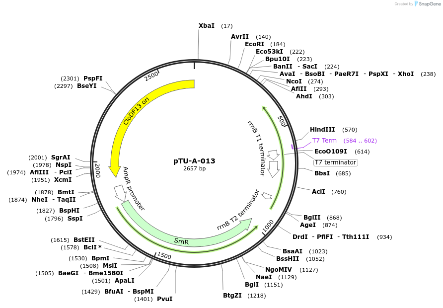124415-plasmid-map-sequence-id-244542