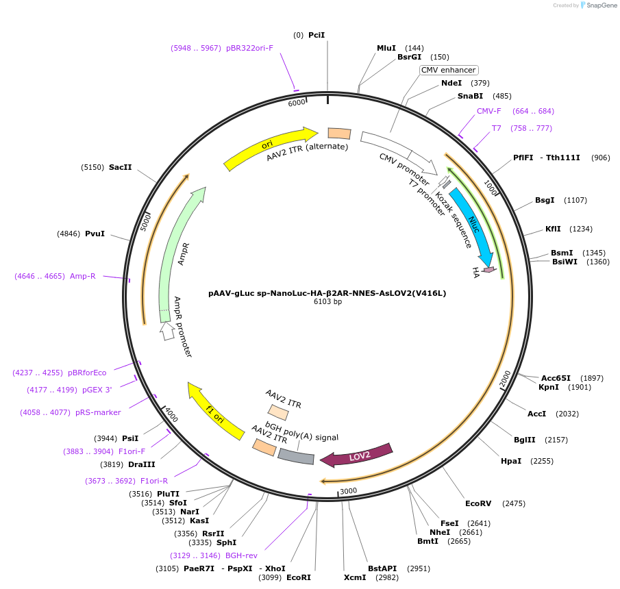 125225-plasmid-map-sequence-id-244558