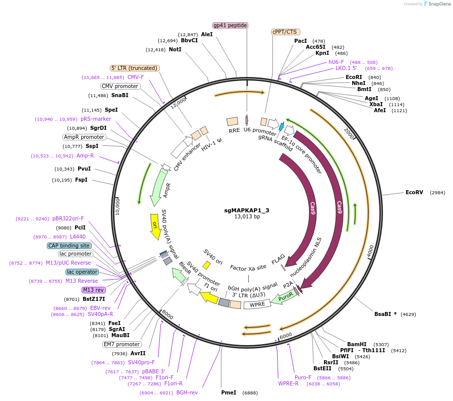 124913-plasmid-map-sequence-id-244572