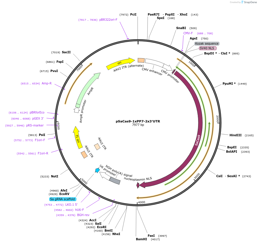122947-plasmid-map-sequence-id-244574