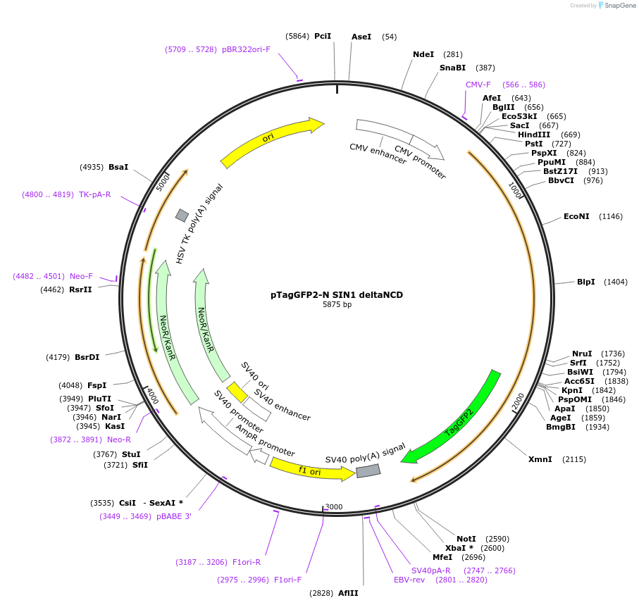 124920-plasmid-map-sequence-id-244575