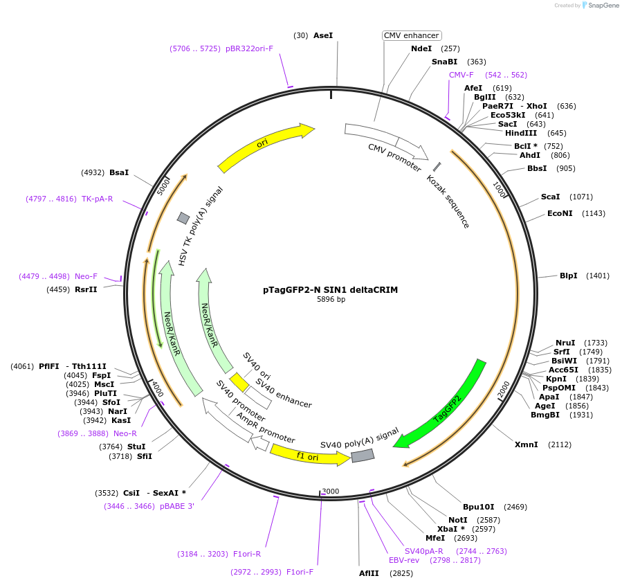124921-plasmid-map-sequence-id-244576