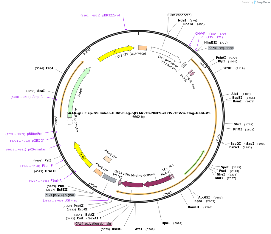 125234-plasmid-map-sequence-id-244586