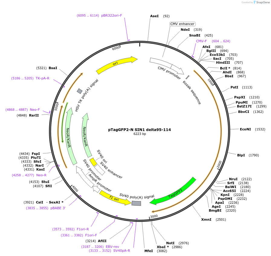 124925-plasmid-map-sequence-id-244589