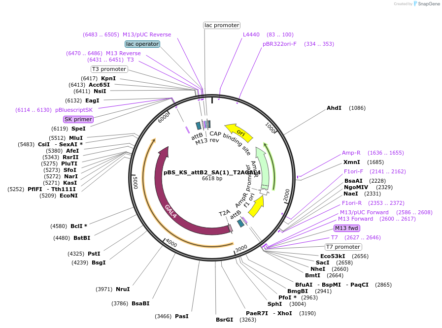 125212-plasmid-map-sequence-id-244591