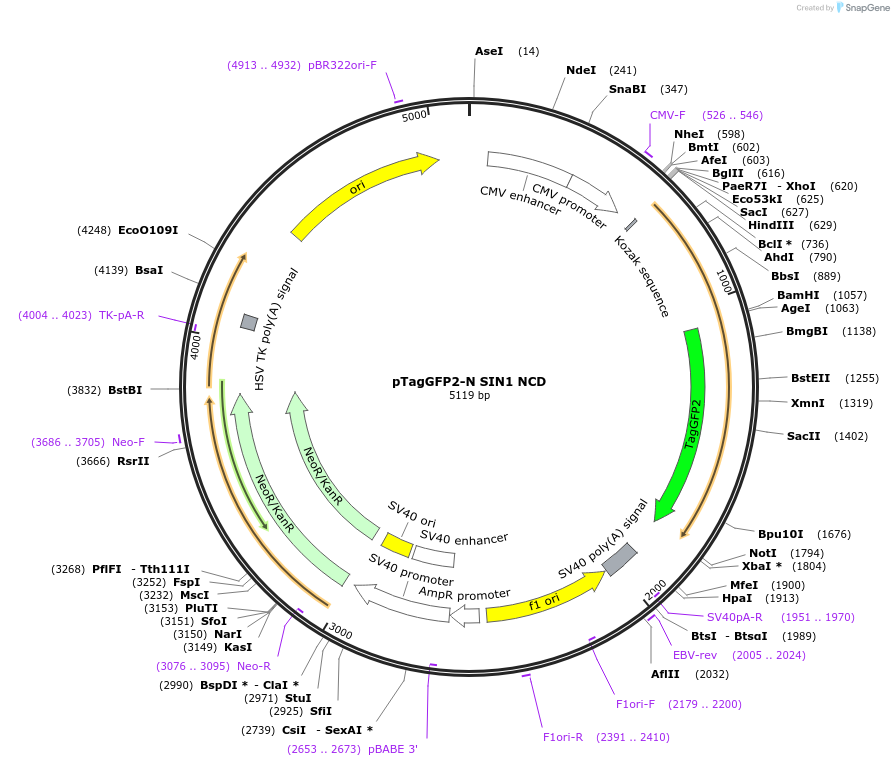 124927-plasmid-map-sequence-id-244592