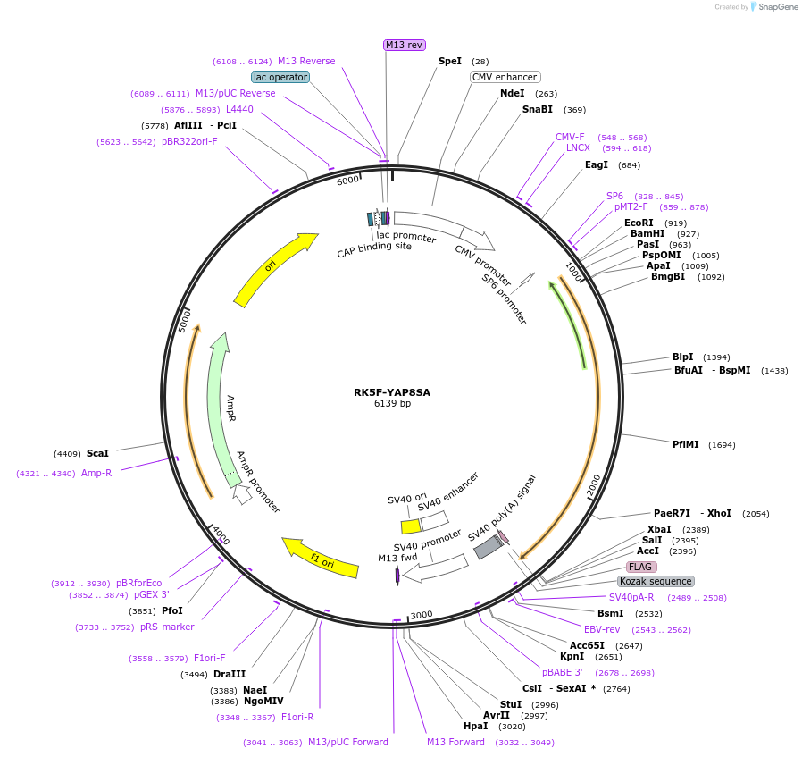 125008-plasmid-map-sequence-id-244600