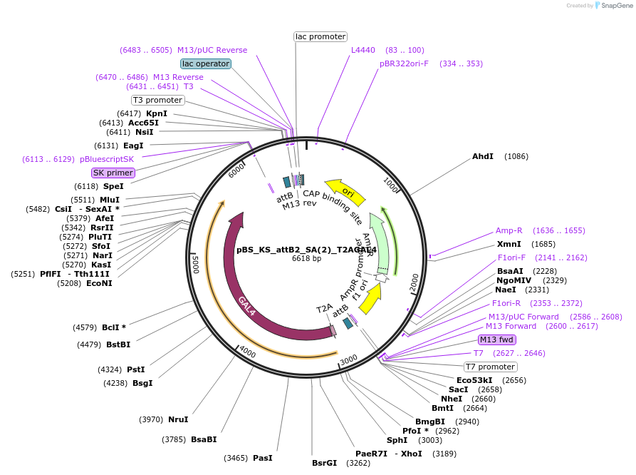 125213-plasmid-map-sequence-id-244601