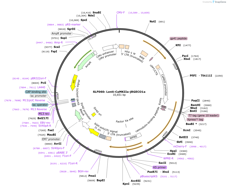 112282-plasmid-map-sequence-id-244603