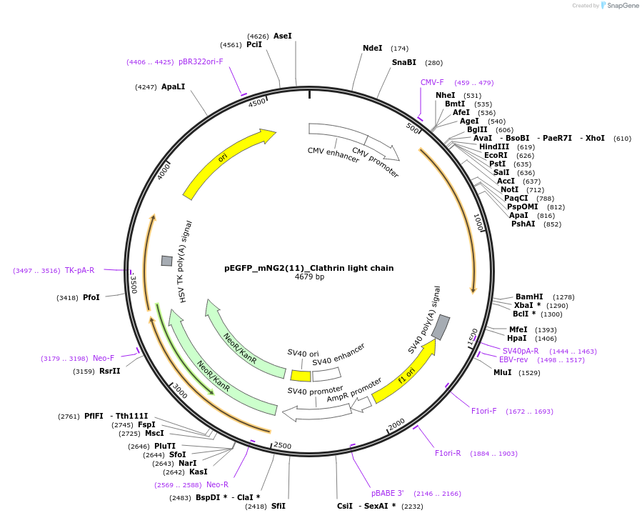 82608-plasmid-map-sequence-id-244624