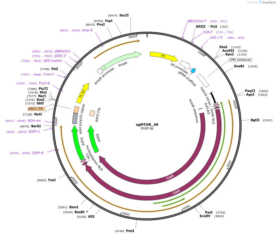 125132-plasmid-map-sequence-id-244644