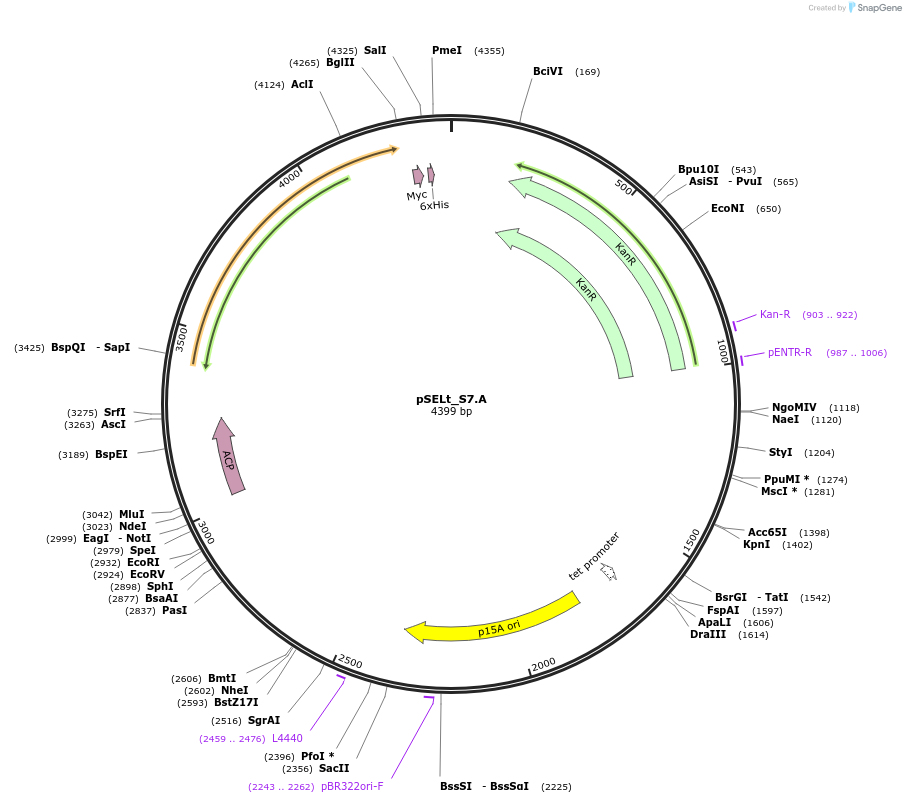 125835-plasmid-map-sequence-id-244671
