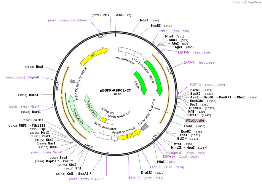 124374-plasmid-map-sequence-id-244683