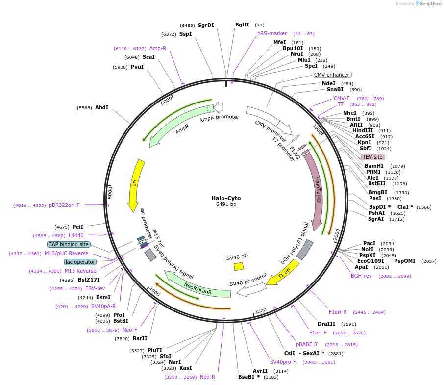 124314-plasmid-map-sequence-id-244687