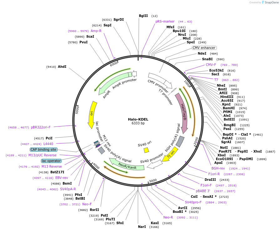 124316-plasmid-map-sequence-id-244690