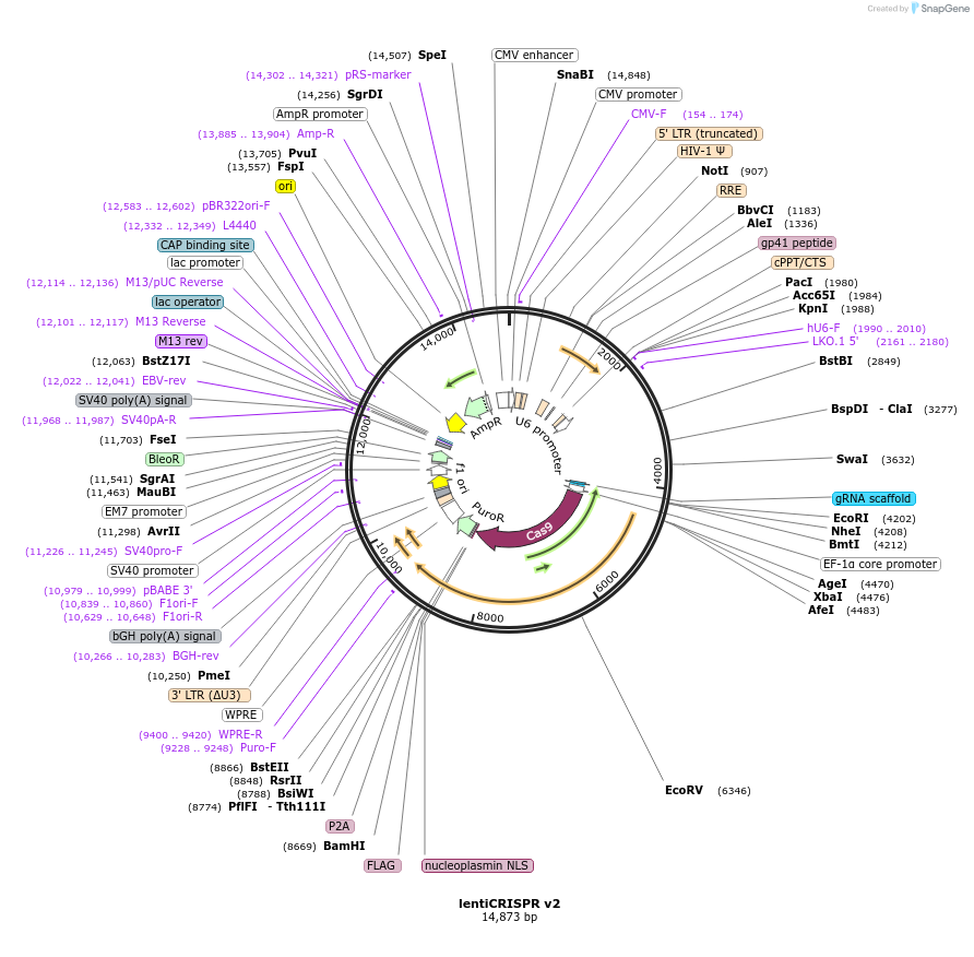 52961-plasmid-map-sequence-id-244694