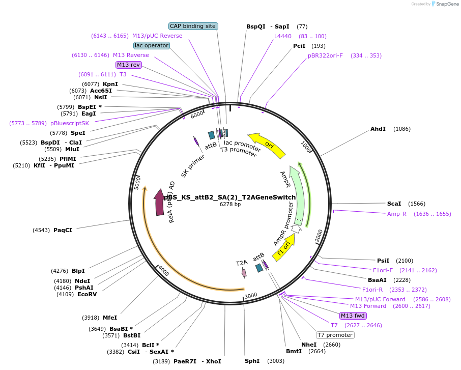125216-plasmid-map-sequence-id-244697
